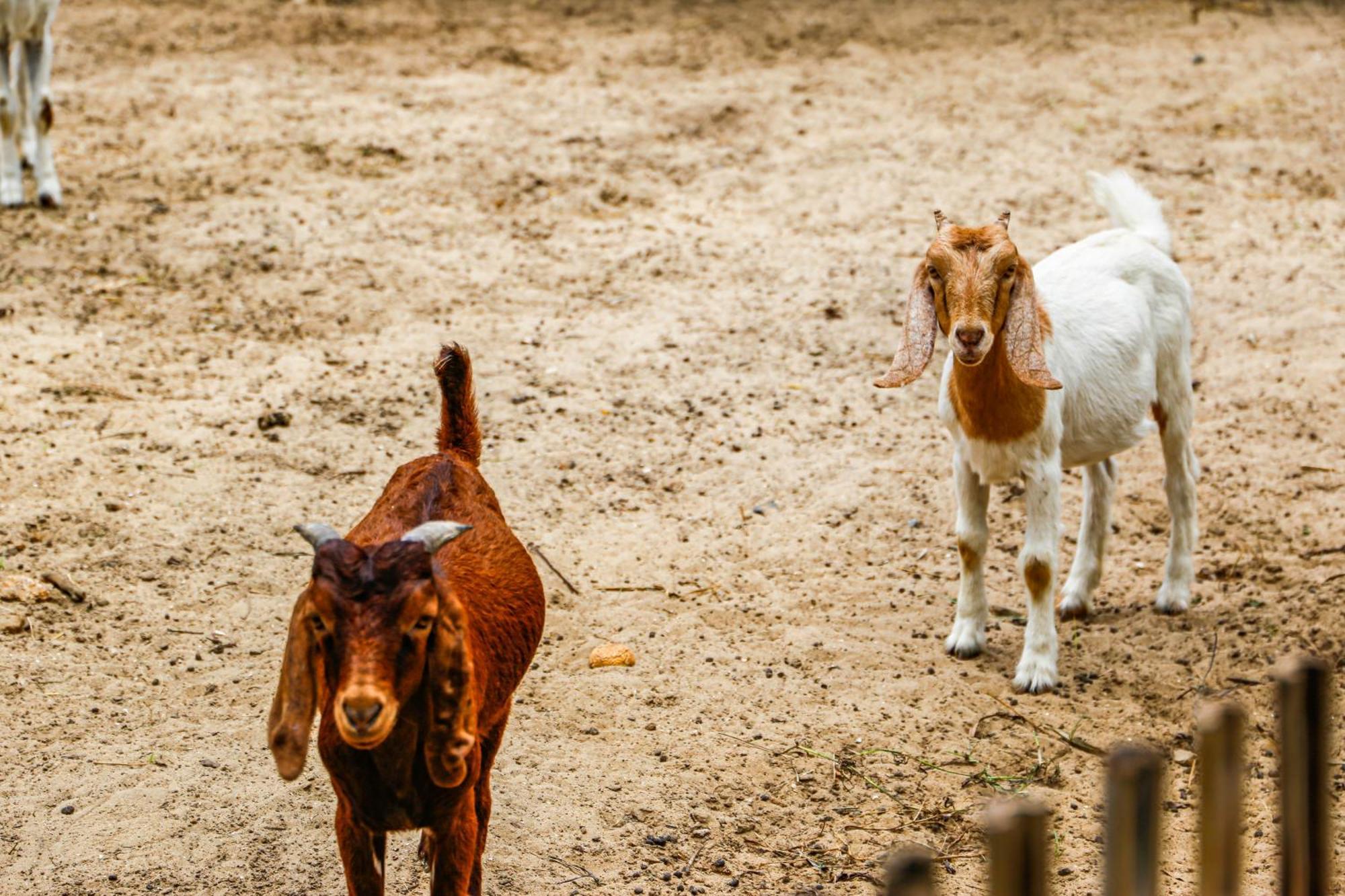 Melia Ho Tram Beach Resort מראה חיצוני תמונה Goats at the zoo